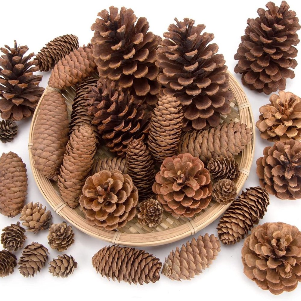 Variety of 100 pinecones from Yellow Flower Farm harvested by me. several sizes